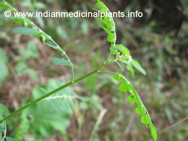 Phyllanthus niruri - bhu amalaki  boo amalaki 